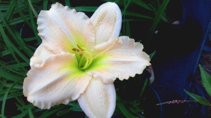 Daylily Daylily-01