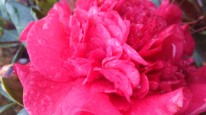 Photo 01