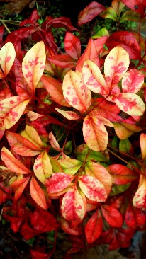 Photo 09