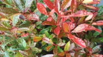 Photo 04