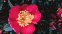 Photo 07