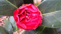 Photo 08