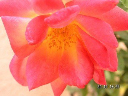 Rose-01 Rose