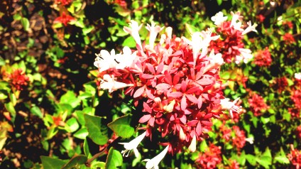 Abelia-01 Abelia-01
