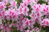 Azalea Blooms - PNP Azaleas in 7 gal containers