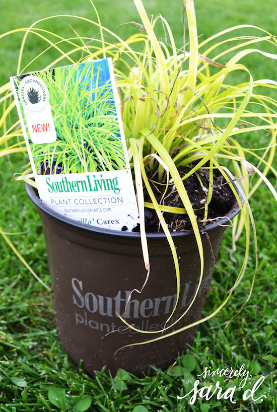 Evercolor Everillo Carex before planting