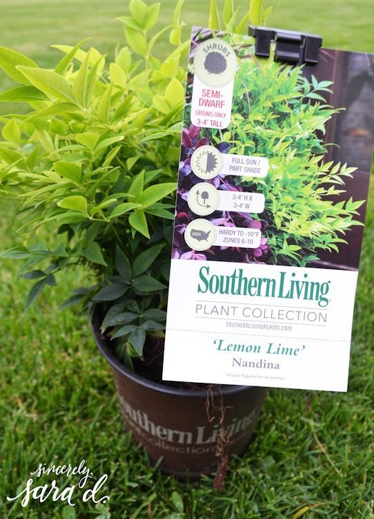 Lemon-Lime Nandina before planting