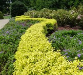 'SUNSHINE' LIGUSTRUM 'Sunshine' Ligustrum