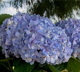 Manage Hydrangea Color How to Manage Your Hydrangea Blossom Color