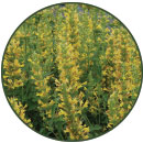 Agastache ‘Kudos Yellow’
