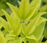 'LEMON LIME' NANDINA 'Lemon Lime' Nandina