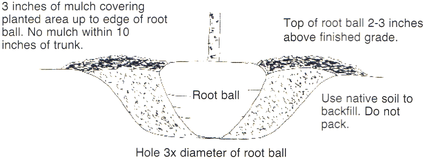 Planting Diagram Diagram for hole, plant depth, mulch