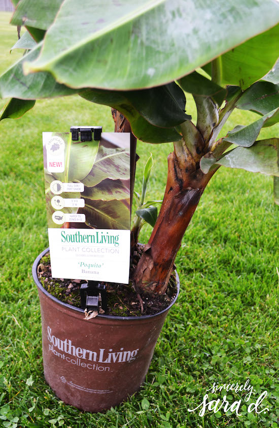Poquito Banana before planting