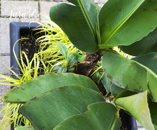 Poquito Banana planted