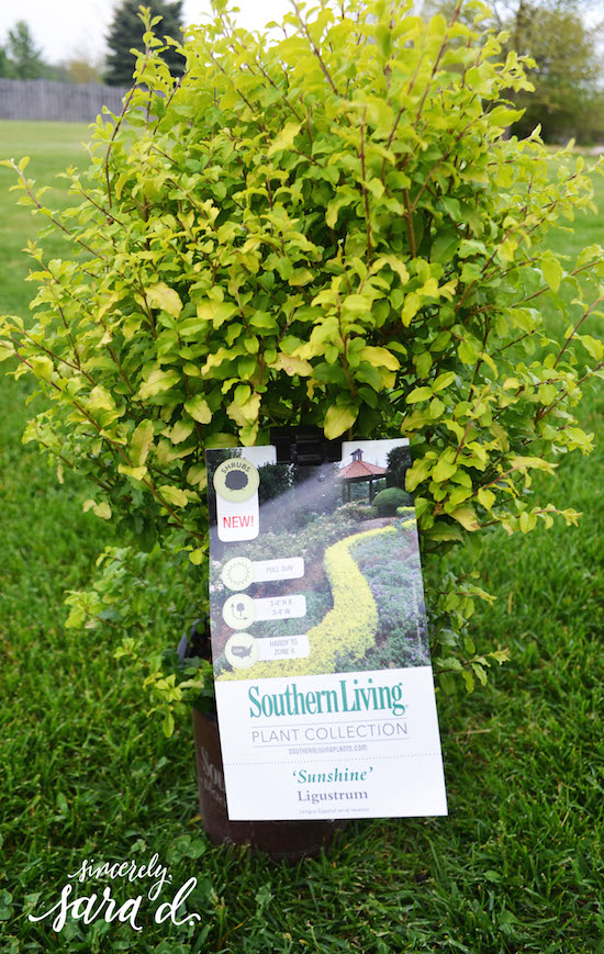 Sunshine Ligustrum before planting