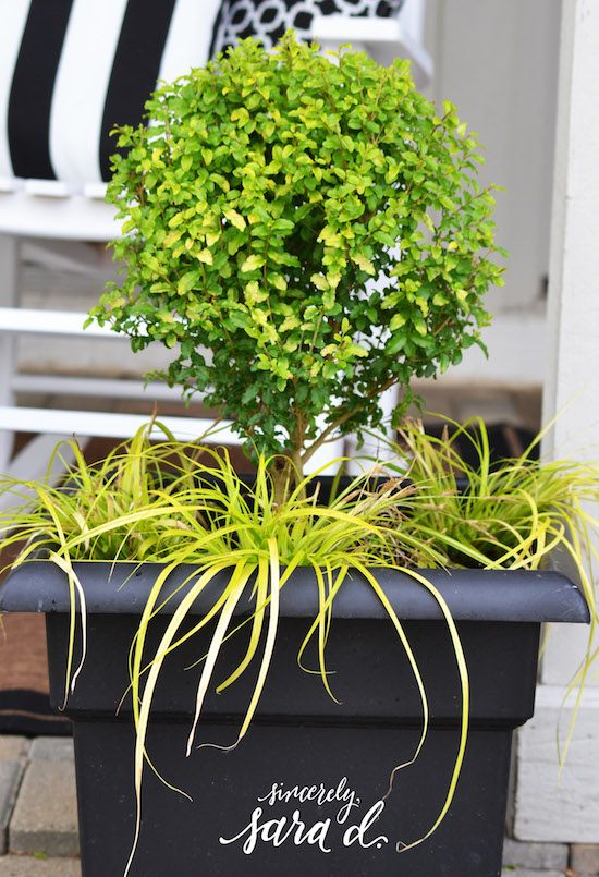 Sunshine Ligustrum and Evercolor Everex Carillo planted, in place