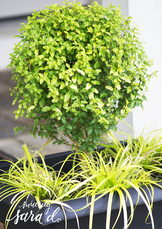 Sunshine Ligustrum planted w/Evercolor Everillo Carex