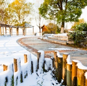 Southern Living Plants Winterize-01