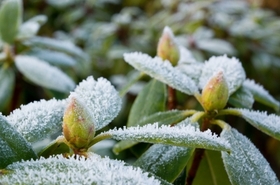 Southern Living Plants Winterize-02