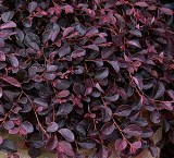 PURPLE PIXIE® LOROPETALUM Purple Pixie® Loropetalum