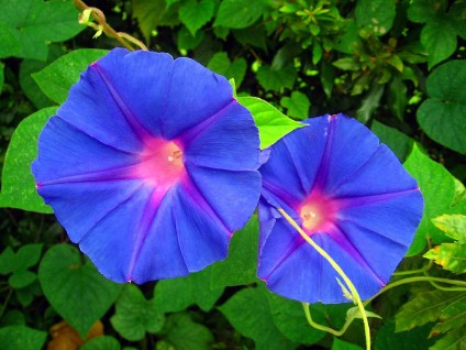 Blue Morning Glory Blue Morning Glory
