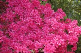 Pink Azalea Bush - PNP Azaleas in 7 gal containers